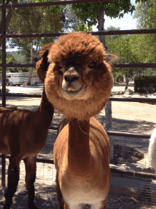 freshly shorn alpaca